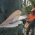 Бензопила Stihl MS 661-28" в Новороссийске