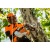 Аккумуляторная пила Stihl MSA 161 T-10" (без аккумулятора и зарядного устройства) в Новороссийске
