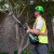 Насадка высоторез 2903286 для многофункционального триммера GreenWorks 82TD10 в Новороссийске
