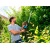 Электроножницы Gardena ComfortCut 550/50 в Новороссийске