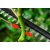 Высоторез аккумуляторный Bosch UniversalHedgePole 18 (без аккумулятора и зарядного устройства) в Новороссийске