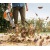 Воздуходувка бензиновая Stihl BG 56 в Новороссийске
