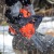 Бензопила Patriot Imperial PT 3816-16 в Новороссийске