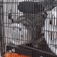 Компрессор поршневой Patriot Remeza СБ 4/С-100 LB 30 A в Новороссийске